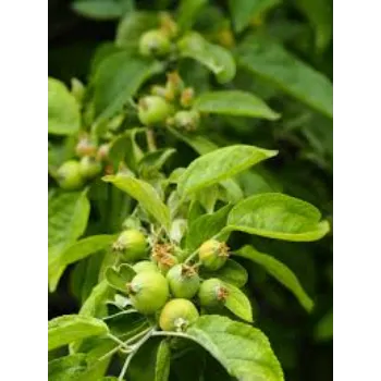 outdoor Guava Plant 